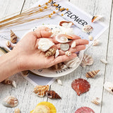 Mixed Shell Beads Pendant for DIY Necklace