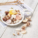 Mixed Shell Beads Pendant for DIY Necklace