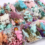 Real Dried Flower Dry Plants for Crafts
