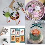 Real Dried Flower for Craft DIY Accessorie