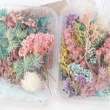 Real Dried Flower for Craft DIY Accessorie