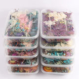 Real Dried Flower Dry Plants for Crafts