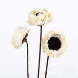 Natural Dried Flower Material European Style Home Decoration DIY
