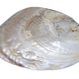 Natural Mother of Pearl Shell Baroque Clam Display