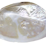 Natural Mother of Pearl Shell Baroque Clam Display