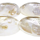Natural Mother of Pearl Shell Baroque Clam Display
