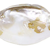 Natural Mother of Pearl Shell Baroque Clam Display