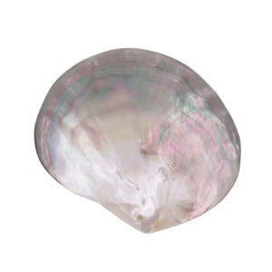 Natural Luster Shell 70-80mm Mother of Pearl Pendant