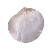 Natural Luster Shell 70-80mm Mother of Pearl Pendant