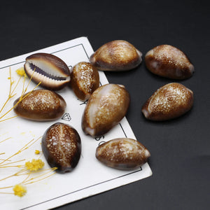 100G Brown Snail Shell Beads for DIY Jewelry Making