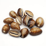 100G Brown Snail Shell Beads for DIY Jewelry Making