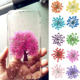 100Pcs Pressed Dried Ammi Majus Flower Resin Nail Craft DIY Decor
