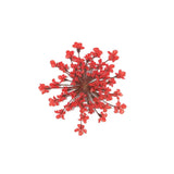 100Pcs Pressed Dried Ammi Majus Flower Resin Nail Craft DIY Decor