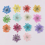 100Pcs Pressed Dried Ammi Majus Flower Resin Nail Craft DIY Decor