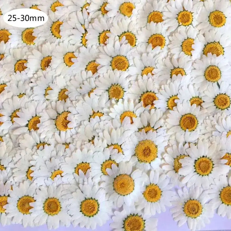 100Pcs Natural Dried Flowers for Resin Nail Stickers