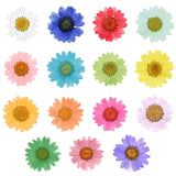 100Pcs Natural Dried Pressed Flowers Daisy Resin Jewelry Nail Stickers