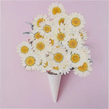 100Pcs Natural Dried Daisy Pressed Flowers for Crafts Resin Nail Stickers