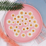 100Pcs Natural Dried Daisy Pressed Flowers for Crafts Resin Nail Stickers