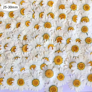 100Pcs Natural Dried Daisy Pressed Flowers for Crafts Resin Nail Stickers