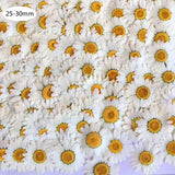 100Pcs Natural Dried Daisy Pressed Flowers for Crafts Resin Nail Stickers
