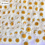 100Pcs Natural Dried Daisy Pressed Flowers for Crafts Resin Nail Stickers