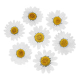 100Pcs Natural Dried Pressed Flowers Daisy Resin Jewelry Nail Stickers