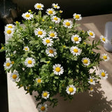 100Pcs Natural Daisy Pressed Flower for Resin Nail Art Jewelry