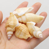 100g Natural Shell Conch Charms Craft No Hole DIY Jewelry Making