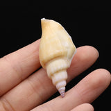 100g Natural Shell Conch Charms Craft No Hole DIY Jewelry Making