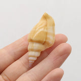 100g Natural Shell Conch Charms Craft No Hole DIY Jewelry Making