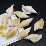 100g Natural Shell Conch Charms Craft No Hole DIY Jewelry Making