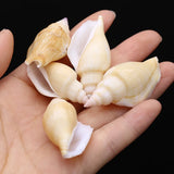 100g Natural Shell Conch Charms Craft No Hole DIY Jewelry Making