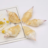 100g Natural Shell Conch Charms Craft No Hole DIY Jewelry Making