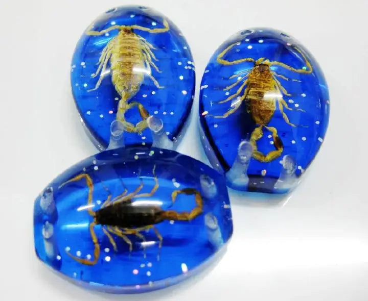 Real Scorpion in Resin Bead Jewelry Set