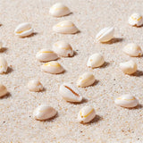 Natural Shell Beads Beach Oval Spiral Sea Cowrie Shells 120~150pcs/box