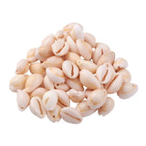 Natural Shell Beads Beach Oval Spiral Sea Cowrie Shells 120~150pcs/box