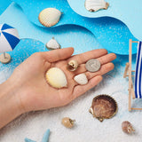 12Pcs Natural Conch Sea Shell Charms DIY Jewelry Making