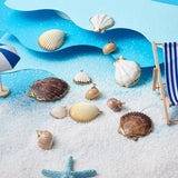 12Pcs Natural Conch Sea Shell Charms DIY Jewelry Making