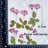 12pcs Natural Begonia Dried Pressed Flower Leaves for Epoxy Resin Pendant