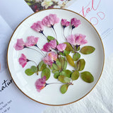 12pcs Natural Begonia Dried Pressed Flower Leaves for Epoxy Resin Pendant