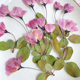 12pcs Natural Begonia Dried Pressed Flower Leaves for Epoxy Resin Pendant