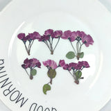 12pcs Natural Begonia Dried Pressed Flower Leaves for Epoxy Resin Pendant