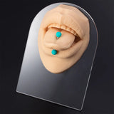 Soft Silicone Mouth Model 3D Flexible Human Body Part Display