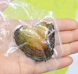 1PCS Natural Cultured Pearl Oysters with 6MM Pearls - Vacuum Packaged