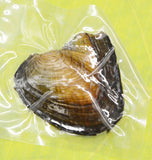1PCS Natural Cultured Pearl Oysters with 6MM Pearls - Vacuum Packaged
