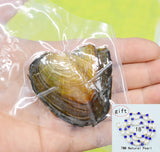 1PCS Natural Cultured Pearl Oysters with 6MM Pearls - Vacuum Packaged
