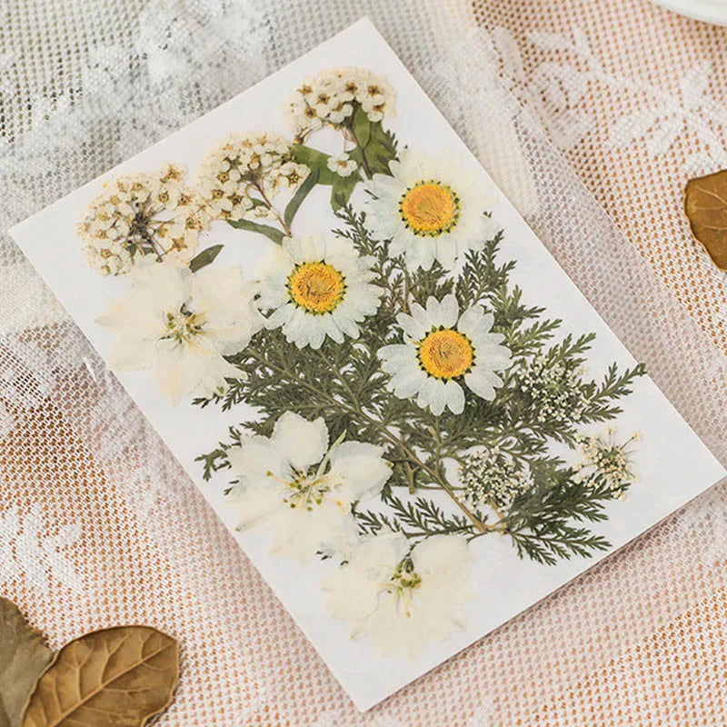 Pressed Dried Flowers Daisy for Resin Mold DIY Jewelry Making Crafts
