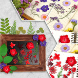 Pressed Dried Flowers Daisy for Resin Mold DIY Jewelry Making Crafts