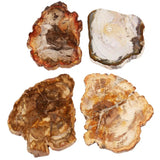 Natural Petrified Wood Stone Slab Specimen for Jewelry Making & Decor