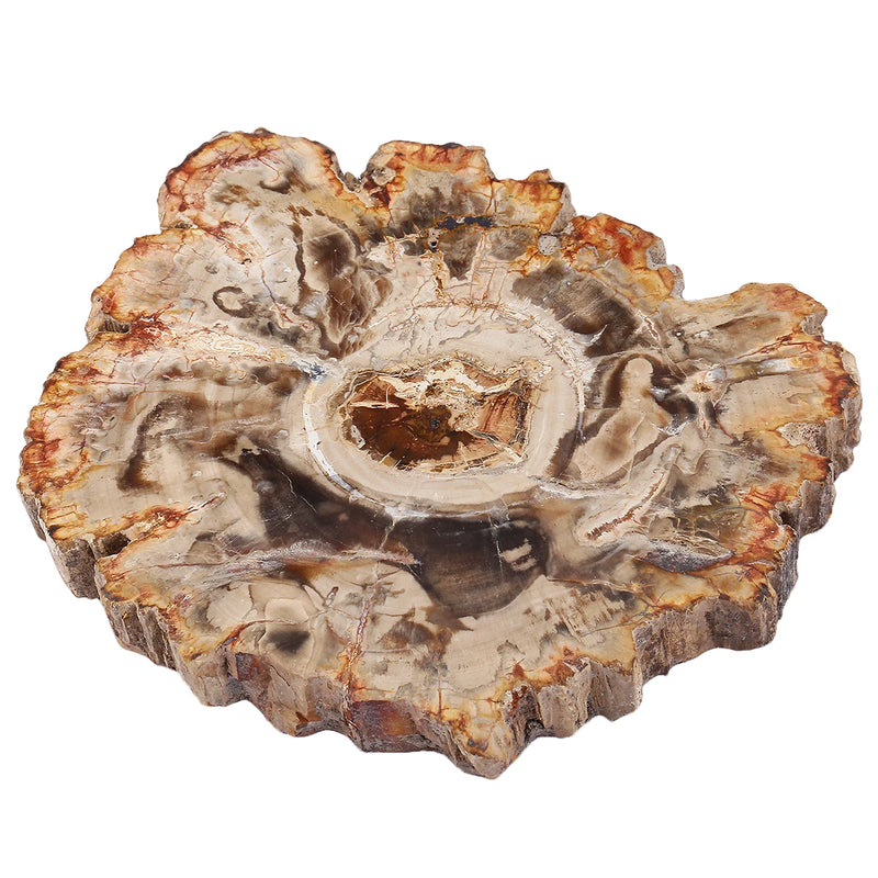 Natural Petrified Wood Stone Slab Specimen for Jewelry Making & Decor